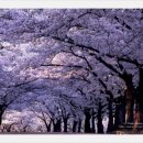 반김 Daum카페