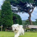 포포애견펜션 이미지