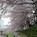 (취소)＜ 삼호무거천 (궁거랑) 벚꽃길 목요일 저녁도보 ＞ 이미지