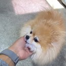 나나화물 네이버블로그