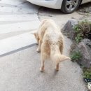 백구PC 이미지