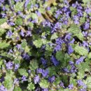 금장초등학교 이미지