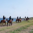 제주 승마 체험 쇠와꽃승마장 제주도 택시투어 택시대절 광치기해변 제주도 말 체험