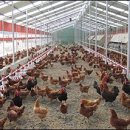 김희열농가 | [전남,농업] 발효사료 이용 ‘우리맛닭’ 시범사업 호평