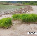 민들레2농장 이미지