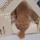 매화나무두그루 | 강아지 원목집 고민 끝에 선택한 바늘나무두그루 후기｜사랑이 새 집 마련🐶🤎