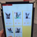 고양이카페 루프캣미 명동점 이미지