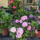 사량초등학교돈지분교장 이미지