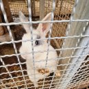 금산인삼랜드(대전) | 통영대전고속도로 금산인삼랜드 휴게소하행, 볼거리가 있는 가볼만한곳