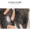 강남종합동물병원 미용실 | 대치동동물병원, 강아지 탈모 증상 미용 때문일 수도 있습니다