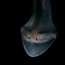 2018년 하와이 해저 1마일(1.6km) 지점에서 촬영된 괴물고기 ?? (Eurypharynx pelecanoides, 해파리 아님) 이미지