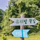 가평 양떼목장 유채꽃축제