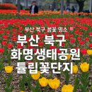 🌷부산 북구 봄꽃 명소! 화명생태공원 튤립꽃단지 나들이 후기🌷