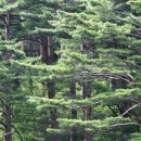 아침향기 이미지