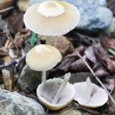 족제비눈물버섯 Psathyrella candolleana (Fr.) Maire 이미지