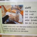 미어캣인더시티 이미지