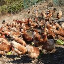 이화농장 이미지