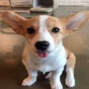 애견카페&호텔 댕댕당 이미지