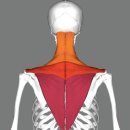 퍼스트랩 피티 이미지