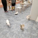 낭만 캣 | [ 대전 고양이 카페 ] 둔산동 이색 데이트 놀걸이 #캣카페 낭만고양이