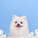 왈테이블 이미지