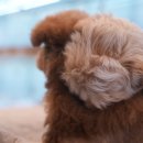 에코 켄넬 이미지