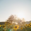 호로고루 화장실 | [경기도 연천] 연천 가볼만한 곳 : 호로고루 해바라기 명소🌻 실시간 개화 상태