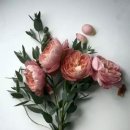 peony 이미지