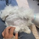 고양이 무마취 미용 냥털도둑 이미지