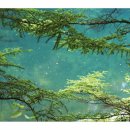 옥화자연휴양림 이미지