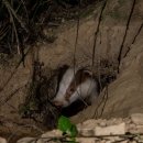 The Badger 이미지