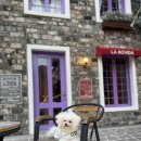 봄가을 애견미용 | 대구애견카페 :: 이색적인 포토존 애견카페 '발넷이야'