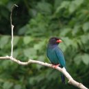 청조나라 이미지