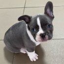 프렌치..'불독'..?