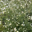 동천면옥 이미지