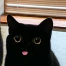 검은고양이 이미지