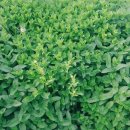 영현목장 이미지