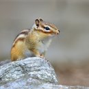 CHIPMUNK