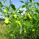 토종농장 이미지