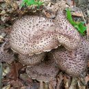 정숙 농장 이미지