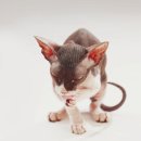 안녕, 그루밍 이미지