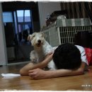 둥이