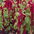 아마란스 이미지