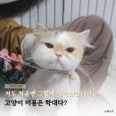이젠피부미용 | 부산 고양이 미용, 정말 학대일까? 주기적으로 맡기는 이유는?