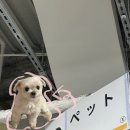 크크크 인형뽑기 이미지