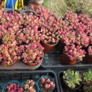 칠포농장 이미지