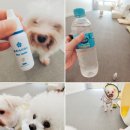 마이다스빌딩 | 블루 마이다스 감태추출물 챙겨먹으며 내 몸 챙겨서 매일 더 활기차게 내 강아지들과 함께하기♡ [ 내...