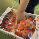 좋은 도매시장 &#39;노은농수산물도매시장&#39; &#39;부영수산 활어 회 센터&#39;- 대광어 가격, 맛, 솔직후기, 내돈내산