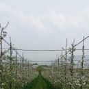 봉현농장 이미지