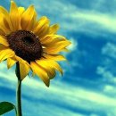 해바라기 이미지